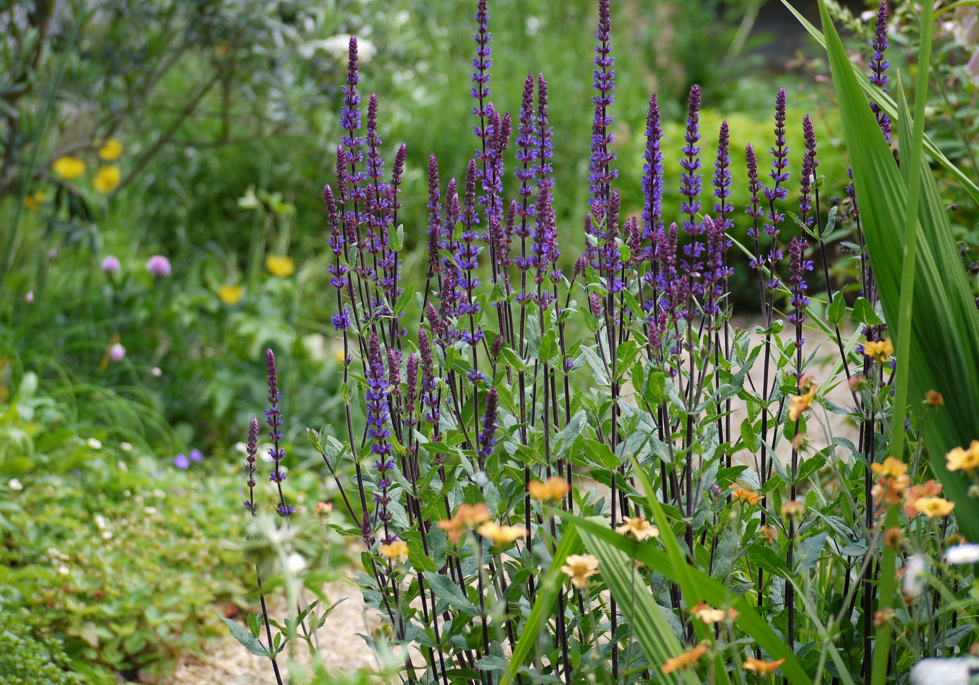 village-garden-design-canterbury-4